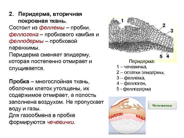 Что образует покровная ткань. Вторичная покровная ткань пробка феллема. Вторичная покровная ткань перидерма. Покровная ткань перидерма. Вторичная покровная ткань бузины - перидерма.