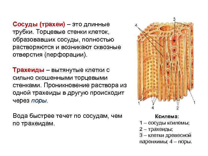 Сосуды (трахеи) – это длинные трубки. Торцевые стенки клеток, образовавших сосуды, полностью растворяются и