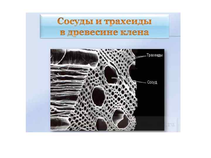 Трахеиды это. Древесина сосуды и трахеиды. Древесина строение сосуды трахеиды. Трахеиды корневища орляка. Трахеиды хвойных.