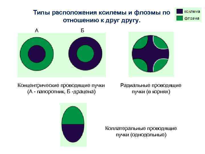 Типы расположения ксилемы и флоэмы по отношению к другу. А Б Концентрические проводящие пучки