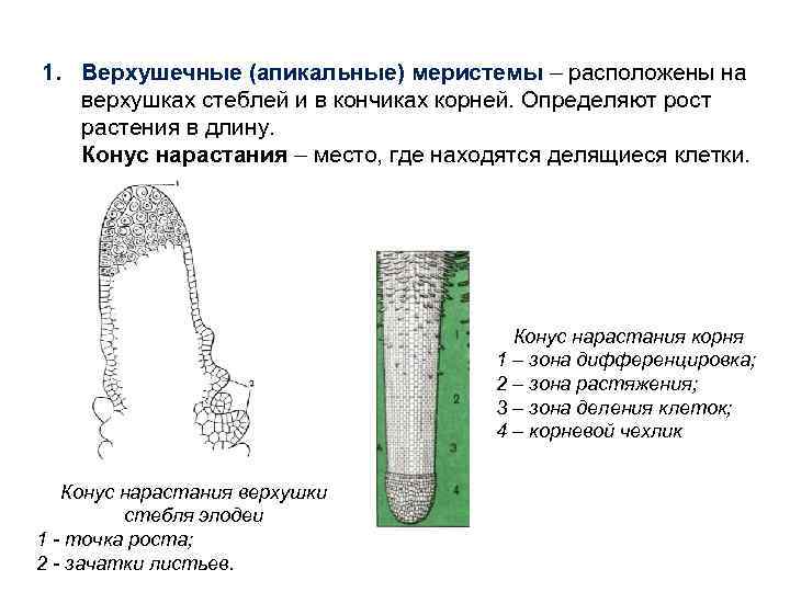 1. Верхушечные (апикальные) меристемы – расположены на верхушках стеблей и в кончиках корней. Определяют