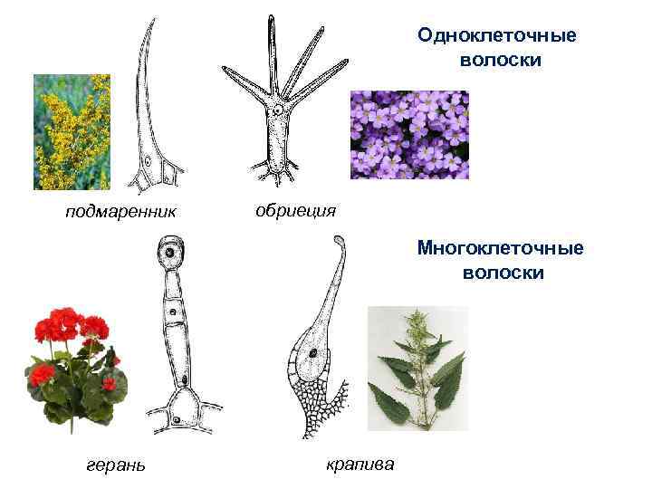 Одноклеточные волоски подмаренник обриеция Многоклеточные волоски герань крапива 