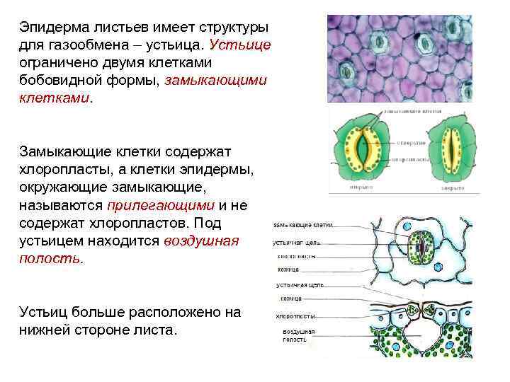 Эпидерма листьев имеет структуры для газообмена – устьица. Устьице ограничено двумя клетками бобовидной формы,