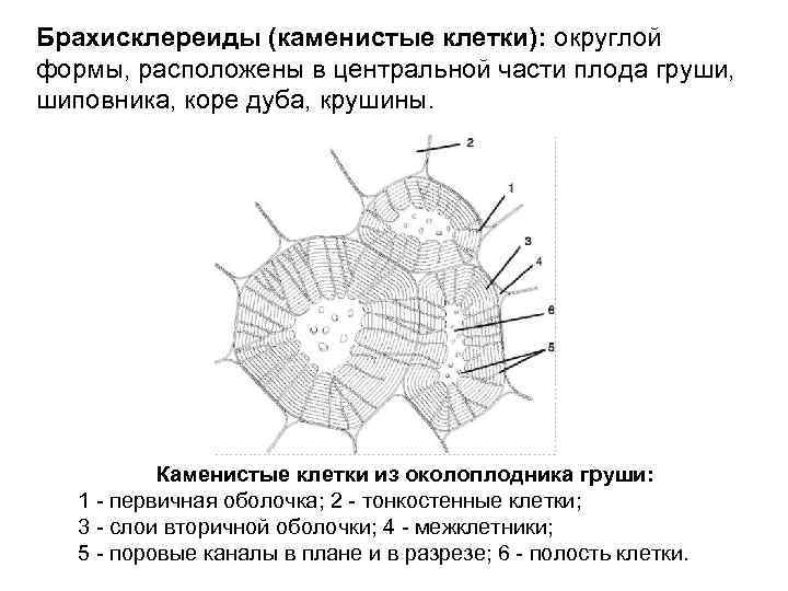 Брахисклереиды (каменистые клетки): округлой формы, расположены в центральной части плода груши, шиповника, коре дуба,