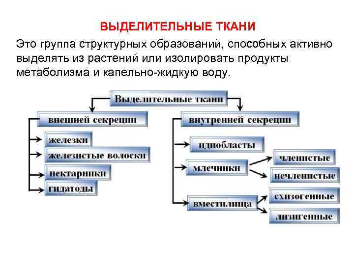 ВЫДЕЛИТЕЛЬНЫЕ ТКАНИ Это группа структурных образований, способных активно выделять из растений или изолировать продукты