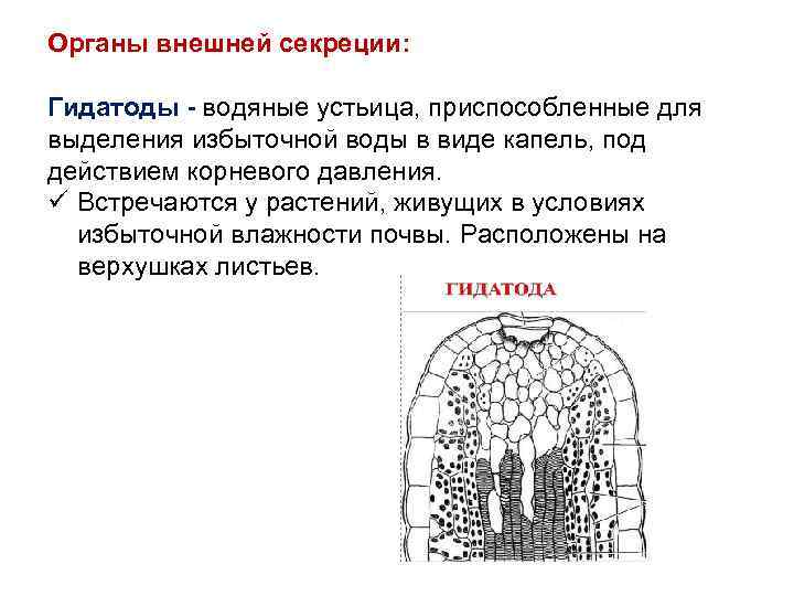 Органы внешней секреции: Гидатоды - водяные устьица, приспособленные для выделения избыточной воды в виде