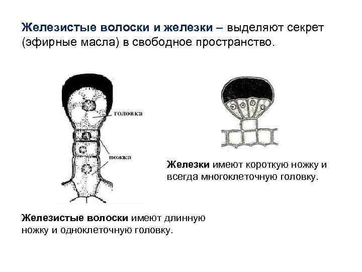 Железистые волоски и железки – выделяют секрет (эфирные масла) в свободное пространство. Железки имеют