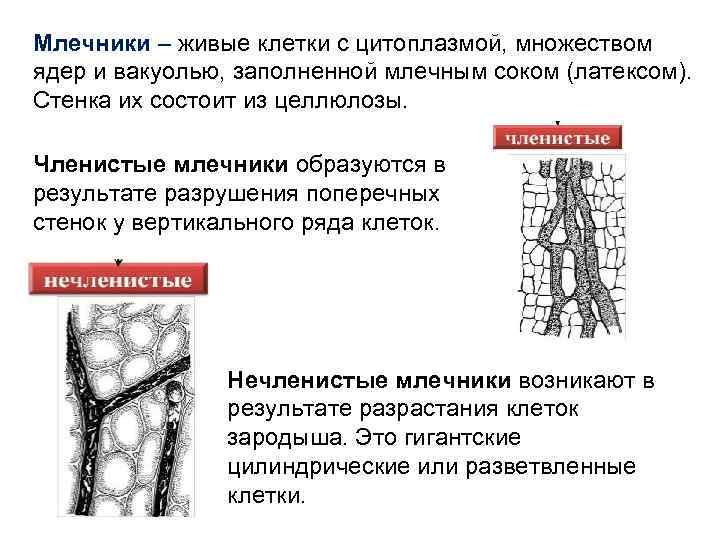 Млечники – живые клетки с цитоплазмой, множеством ядер и вакуолью, заполненной млечным соком (латексом).