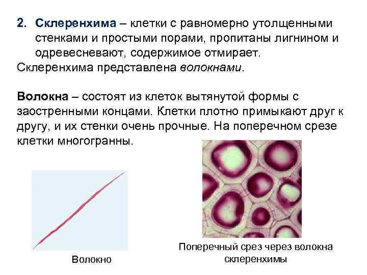 2. Склеренхима – клетки с равномерно утолщенными стенками и простыми порами, пропитаны лигнином и