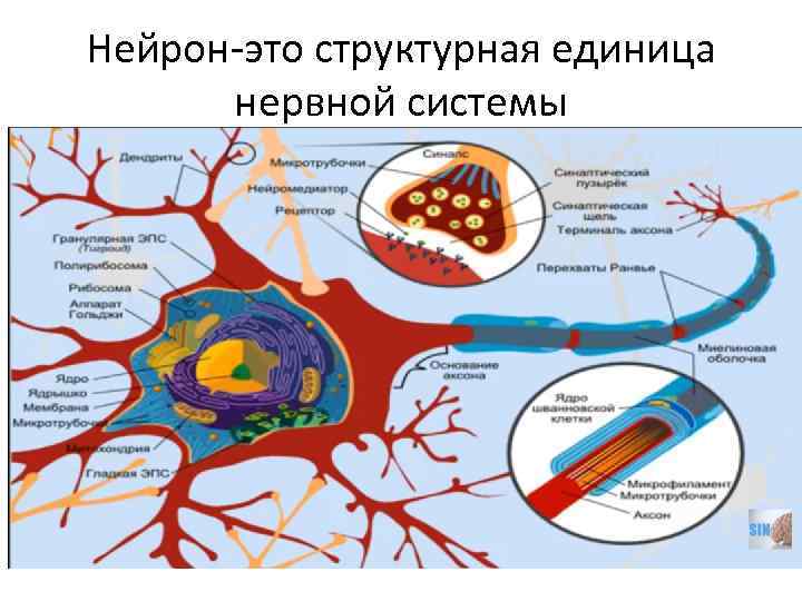 Нейрон-это структурная единица нервной системы 