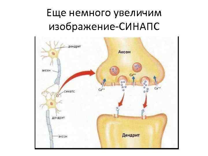 Еще немного увеличим изображение-СИНАПС 