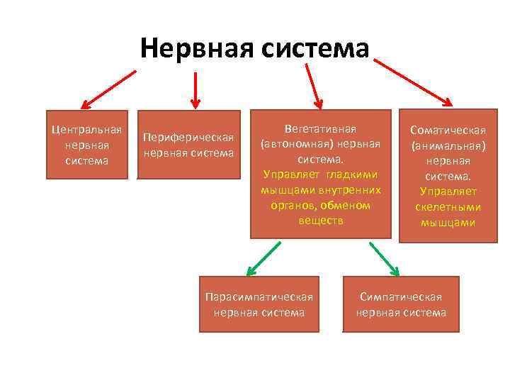 Автономна соматическая и вегетативная нервная