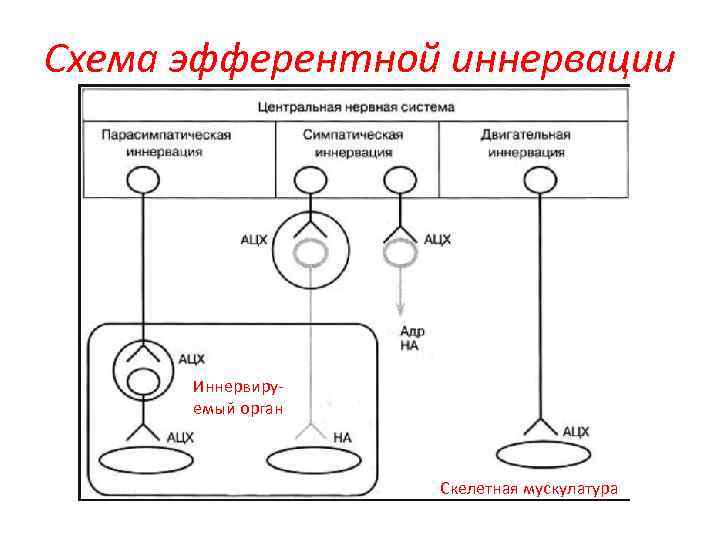 Схема эфферентной иннервации Иннервируемый орган Скелетная мускулатура 