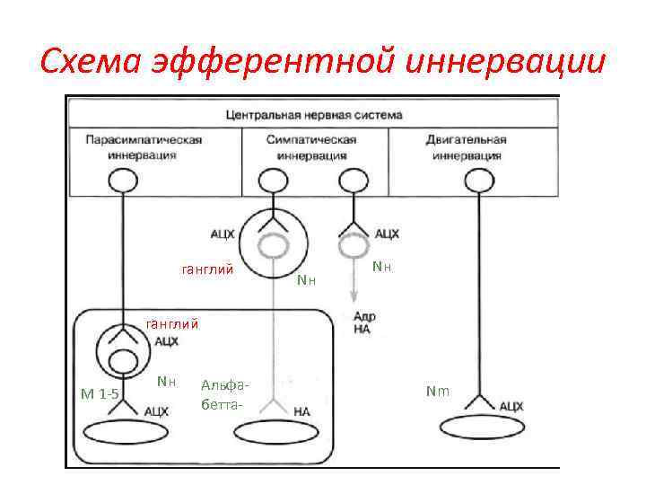 Схема эфферентной иннервации