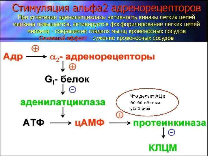 Что делает АЦ в естественных условиях 