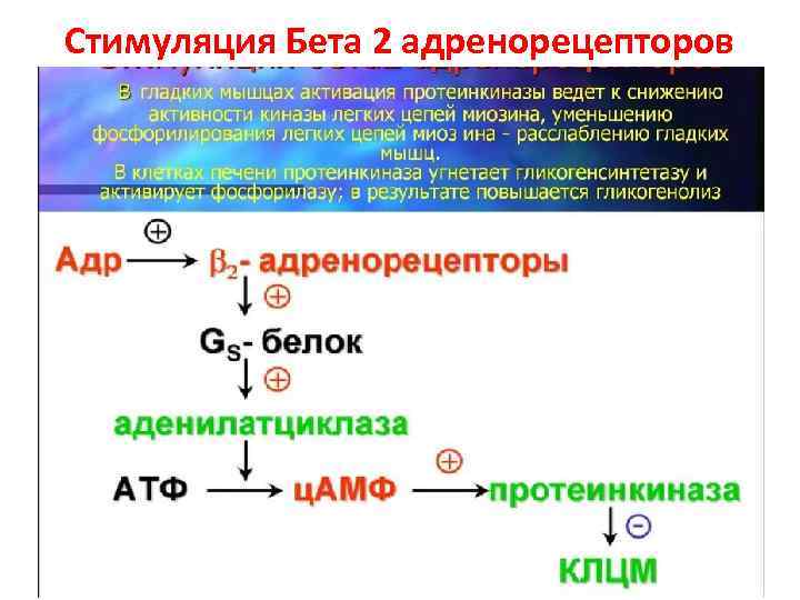 Стимуляция Бета 2 адренорецепторов 