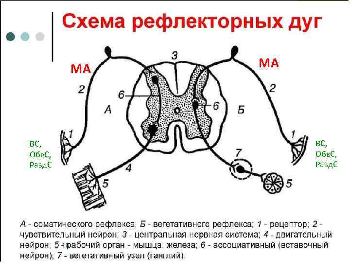 МА ВС, Обв. С, Разд. С 