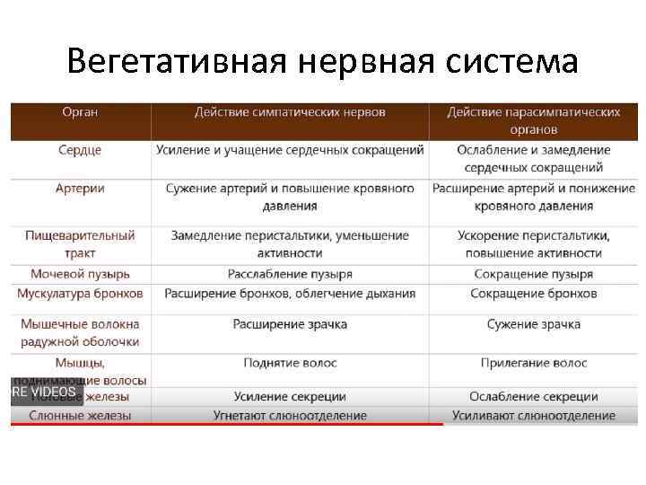 Вегетативная нервная система 