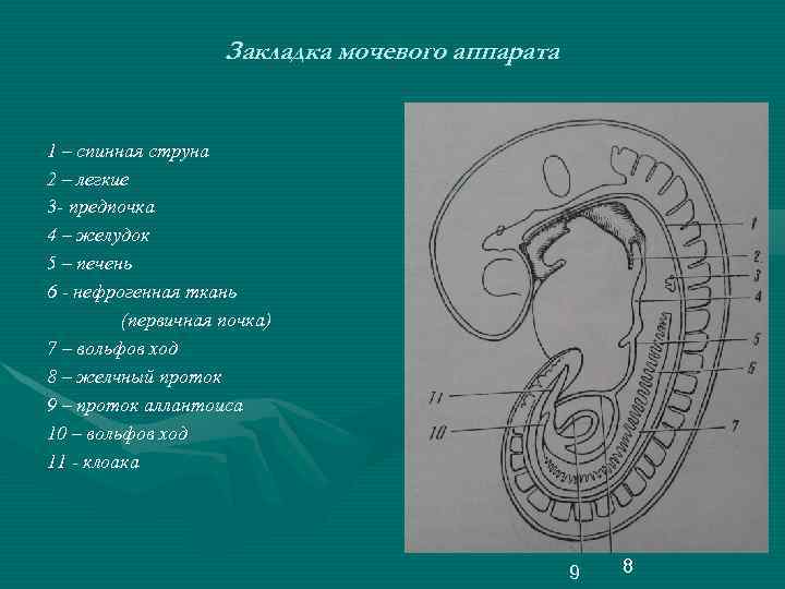 Закладка мочевого аппарата 1 – спинная струна 2 – легкие 3 - предпочка 4