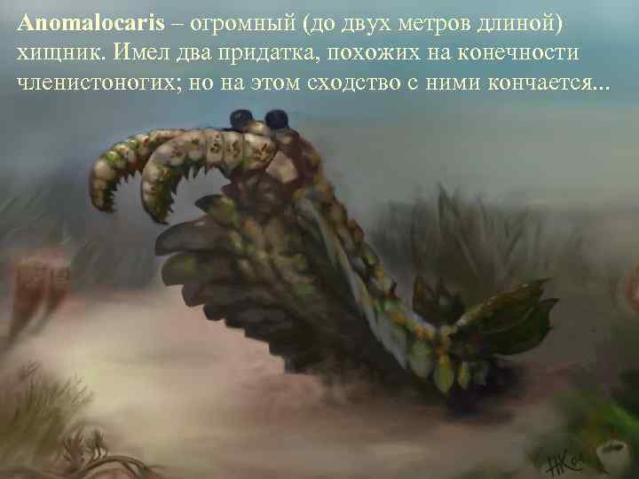 Anomalocaris – огромный (до двух метров длиной) хищник. Имел два придатка, похожих на конечности