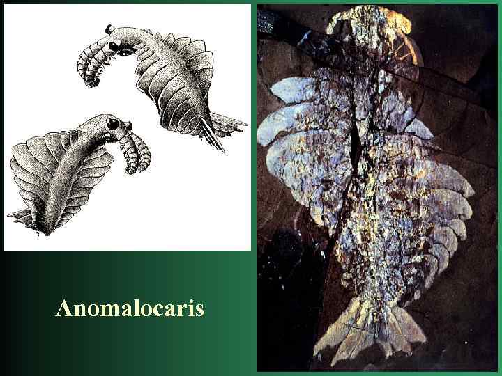Anomalocaris 