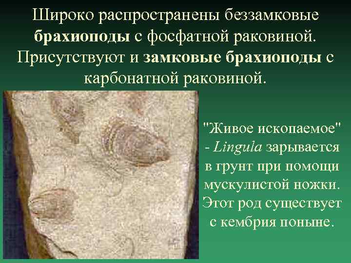 Широко распространены беззамковые брахиоподы с фосфатной раковиной. Присутствуют и замковые брахиоподы с карбонатной раковиной.