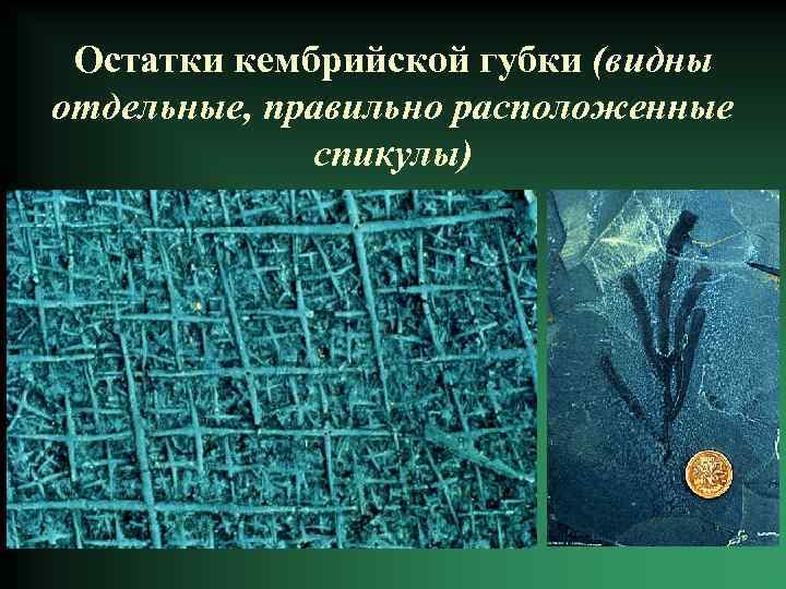Остатки кембрийской губки (видны отдельные, правильно расположенные спикулы) 