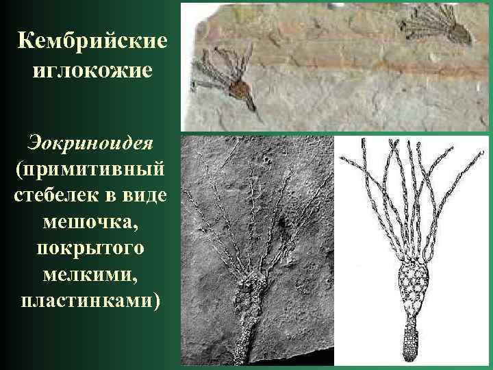 Кембрийские иглокожие Эокриноидея (примитивный стебелек в виде мешочка, покрытого мелкими, пластинками) 