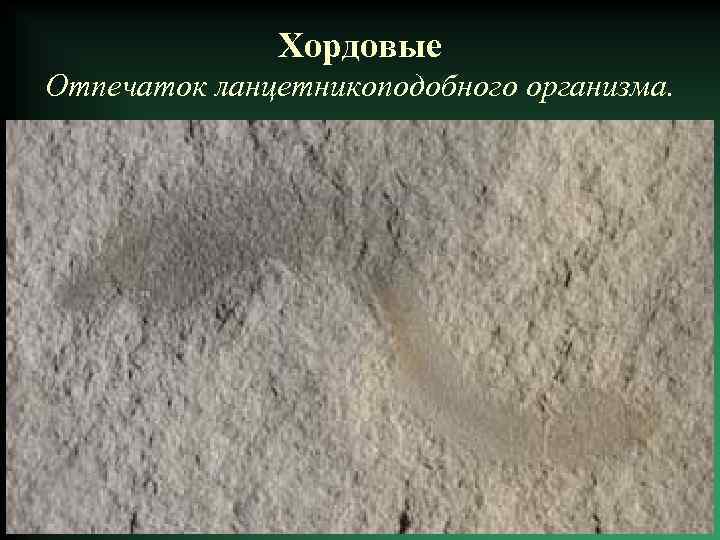 Хордовые Отпечаток ланцетникоподобного организма. 