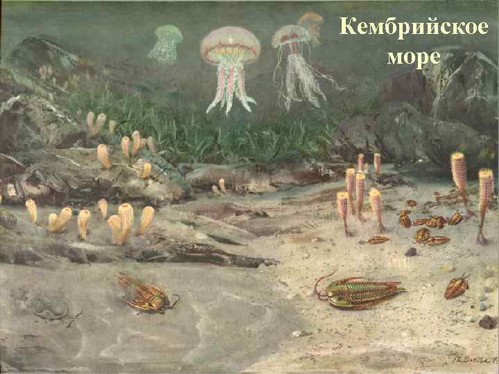 Кембрийское море 