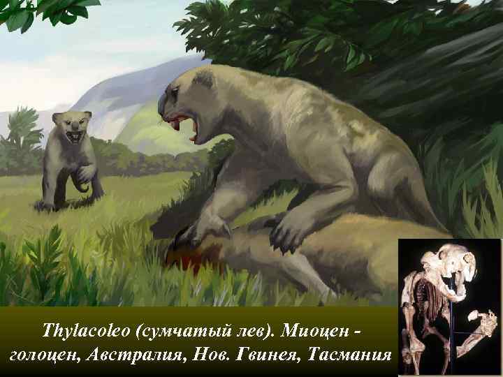 Thylacoleo (сумчатый лев). Миоцен голоцен, Австралия, Нов. Гвинея, Тасмания 