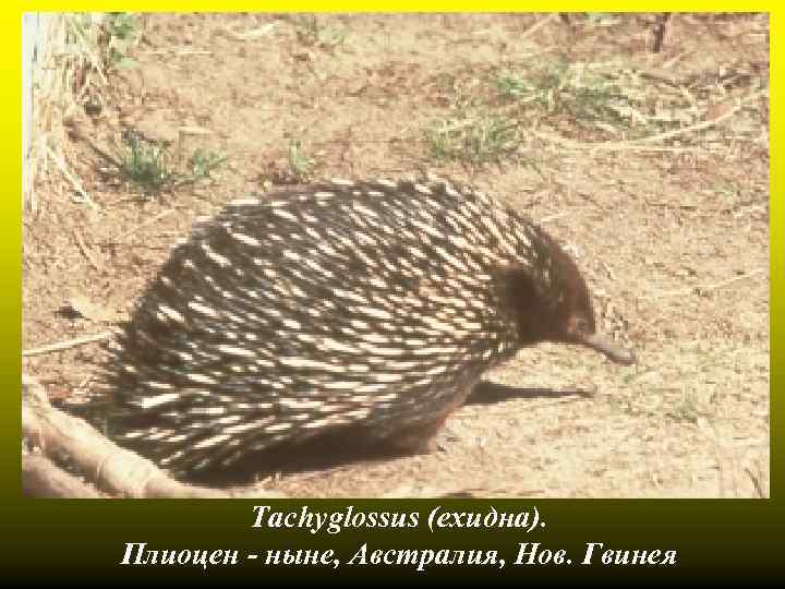 Tachyglossus (ехидна). Плиоцен - ныне, Австралия, Нов. Гвинея 