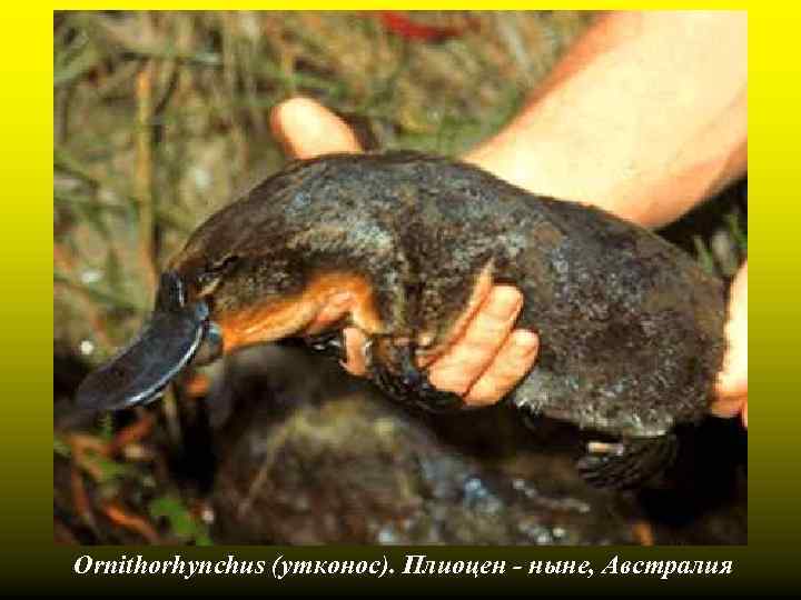 Ornithorhynchus (утконос). Плиоцен - ныне, Австралия 