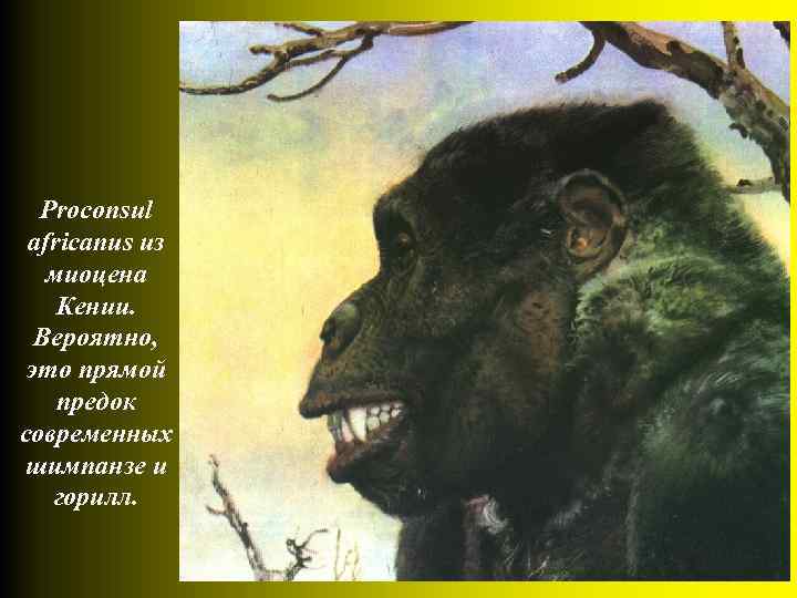 Proconsul africanus из миоцена Кении. Вероятно, это прямой предок современных шимпанзе и горилл. 
