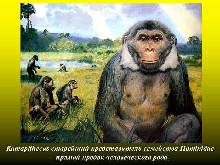 Ramapithecus старейший представитель семейства Hominidae – прямой предок человеческого рода. 