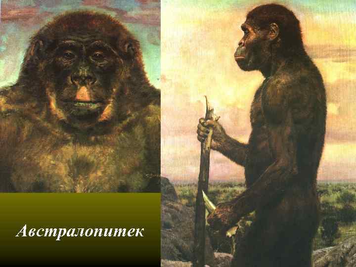 Австралопитек 