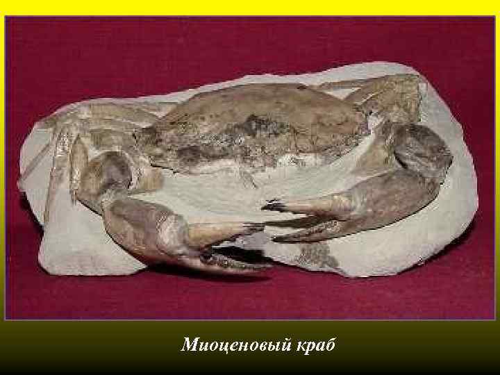 Миоценовый краб 