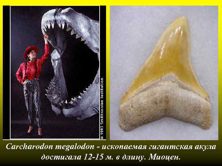 Carcharodon megalodon - ископаемая гигантская акула достигала 12 -15 м. в длину. Миоцен. 