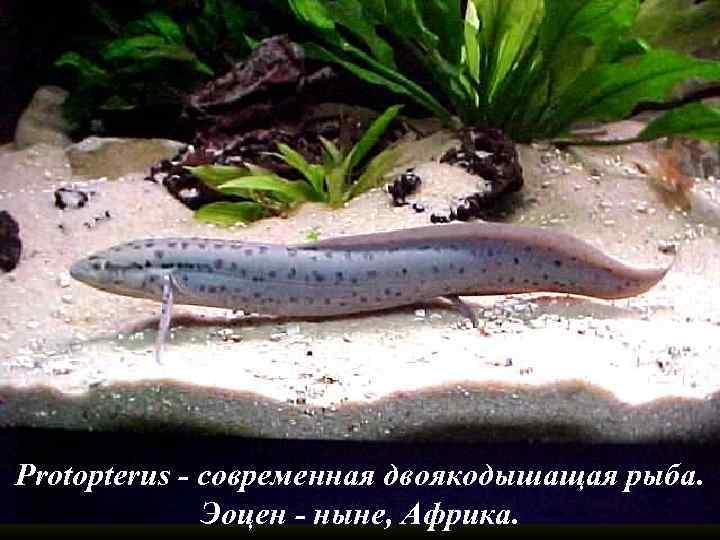 Protopterus - современная двоякодышащая рыба. Эоцен - ныне, Африка. 