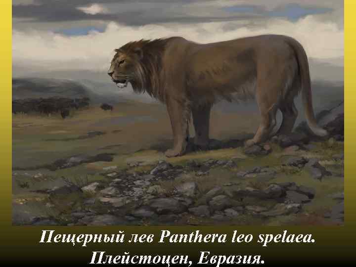 Пещерный лев Panthera leo spelaea. Плейстоцен, Евразия. 