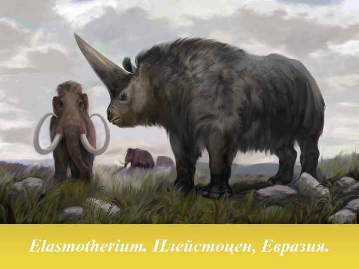 Elasmotherium. Плейстоцен, Евразия. 