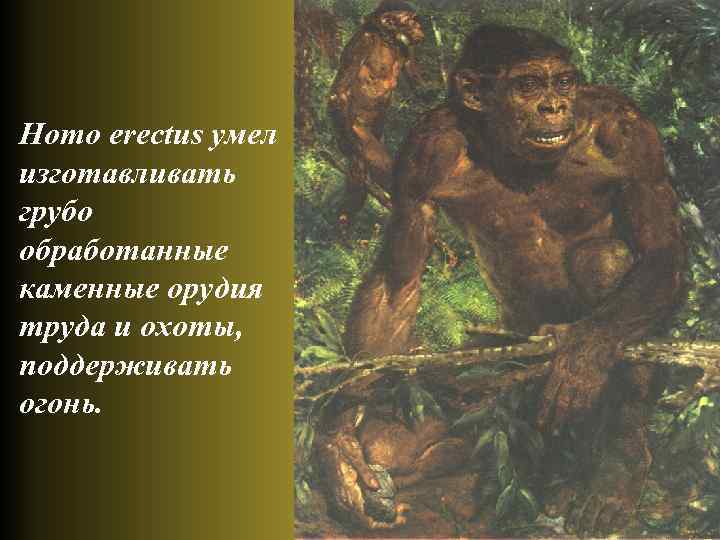 Homo erectus умел изготавливать грубо обработанные каменные орудия труда и охоты, поддерживать огонь. 