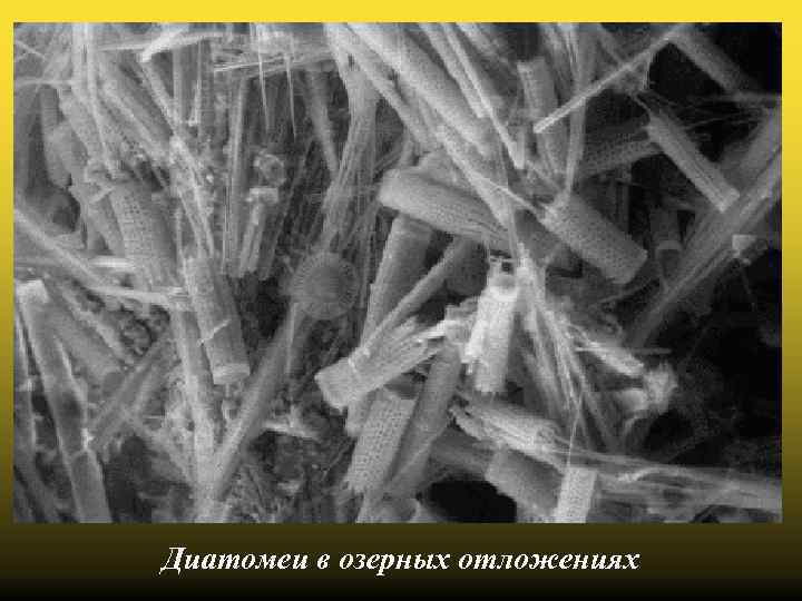Диатомеи в озерных отложениях 