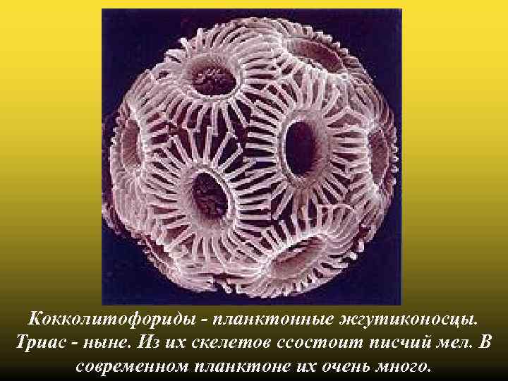 Кокколитофориды - планктонные жгутиконосцы. Триас - ныне. Из их скелетов ссостоит писчий мел. В