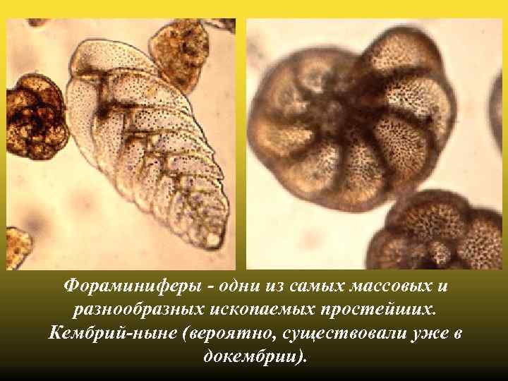 Фораминиферы - одни из самых массовых и разнообразных ископаемых простейших. Кембрий-ныне (вероятно, существовали уже