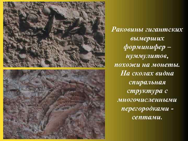 Раковины гигантских вымерших форминифер – нуммулитов, похожи на монеты. На сколах видна спиральная структура