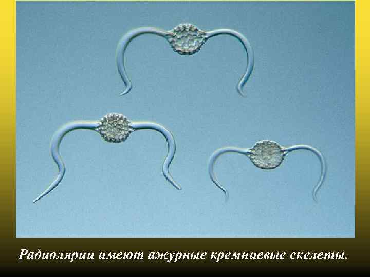 Радиолярии имеют ажурные кремниевые скелеты. 