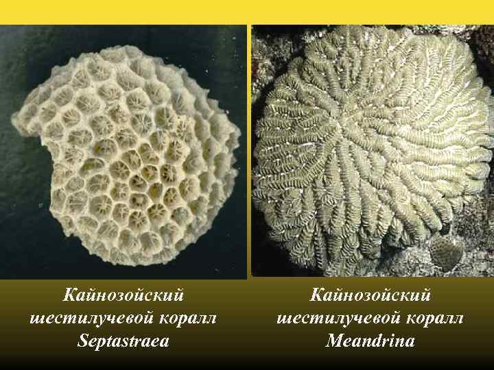 Кайнозойский шестилучевой коралл Septastraea Кайнозойский шестилучевой коралл Meandrina 