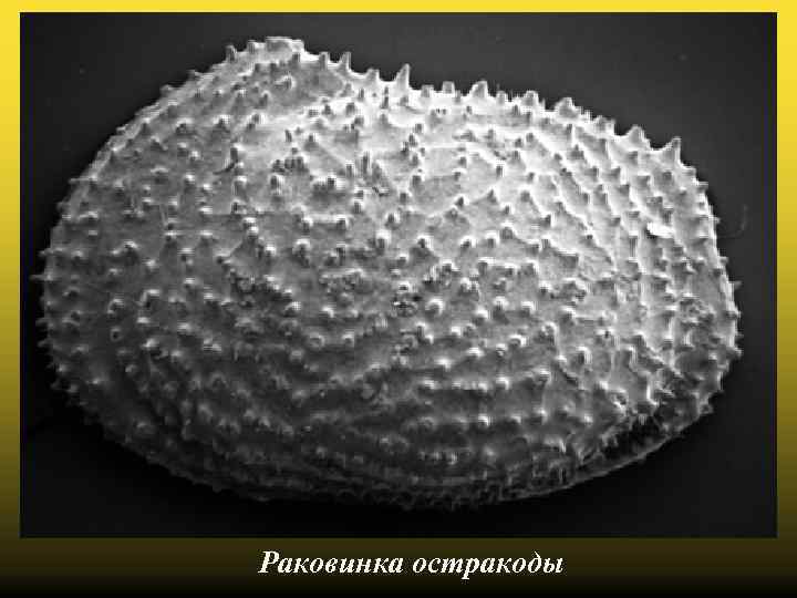 Раковинка остракоды 