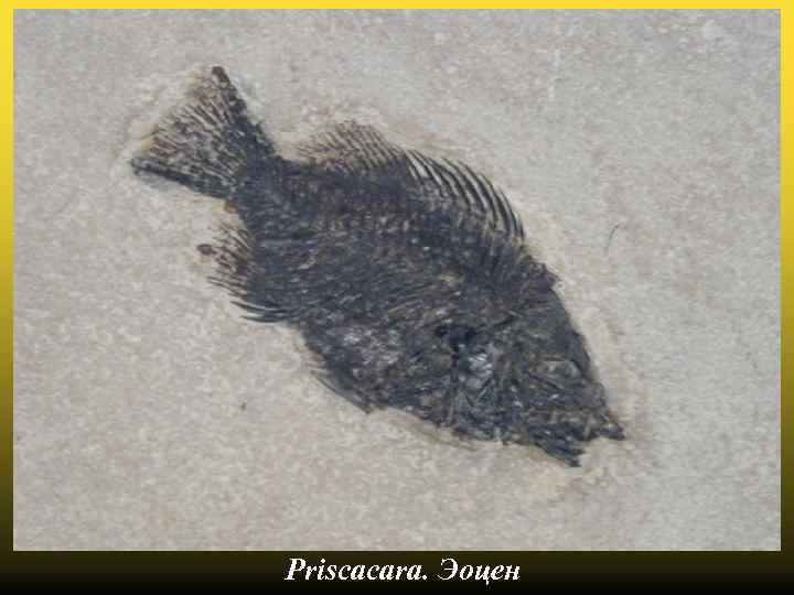 Priscacara. Эоцен 